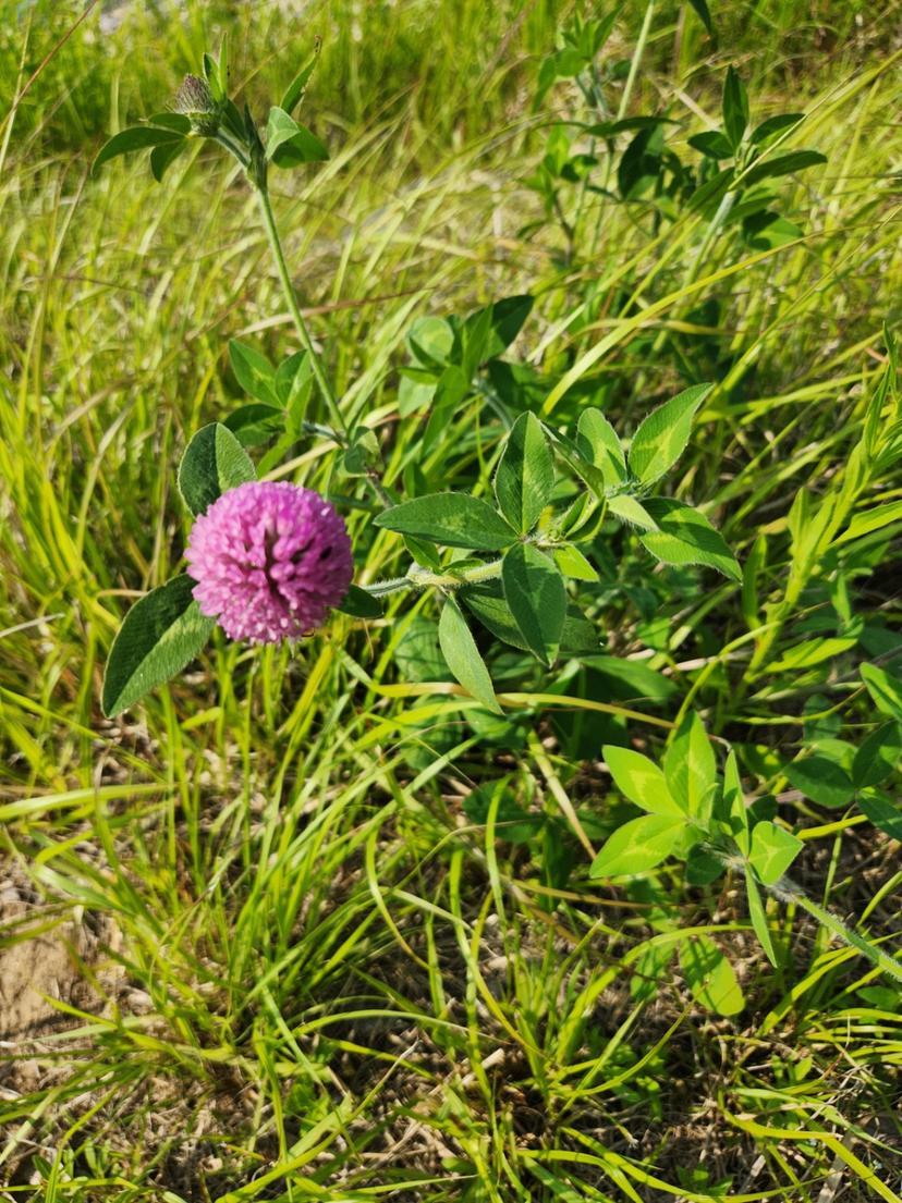 feed image
