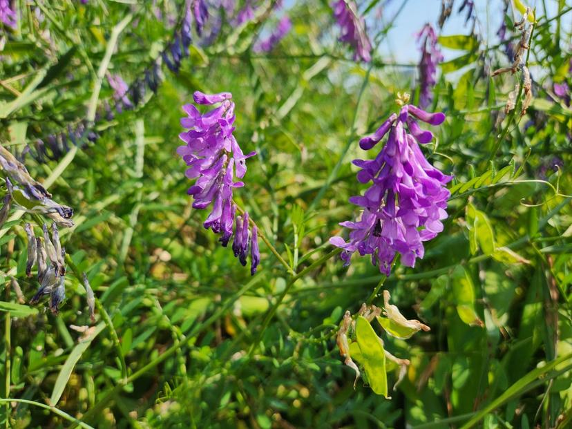 feed image