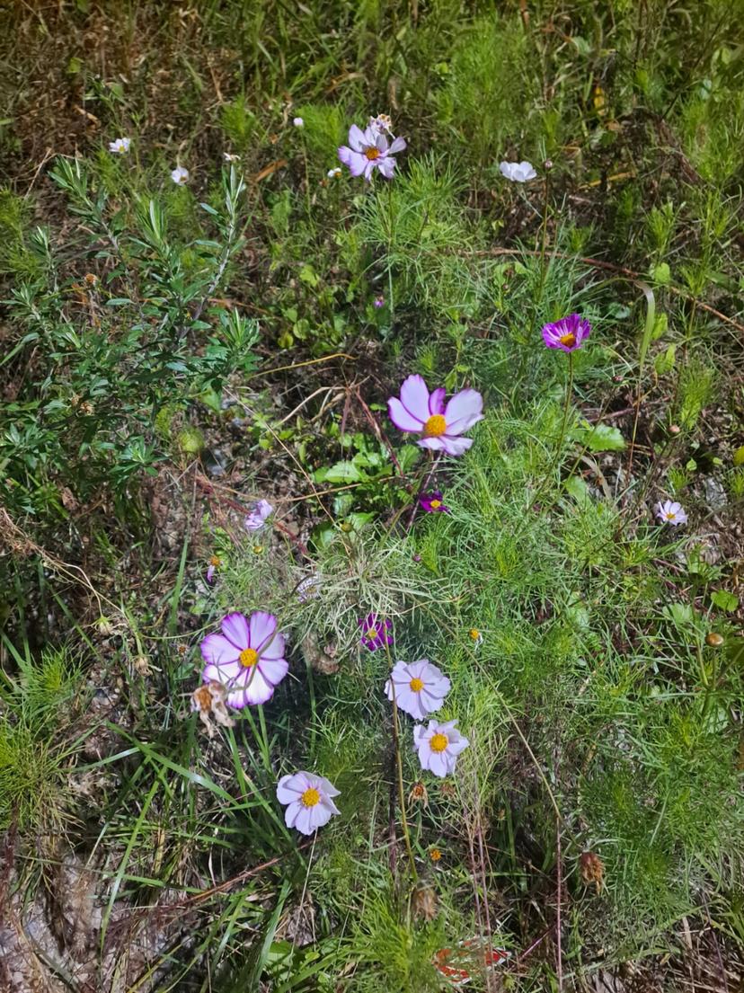 feed image