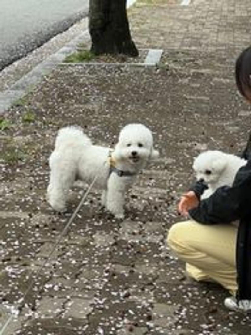 텔로미어