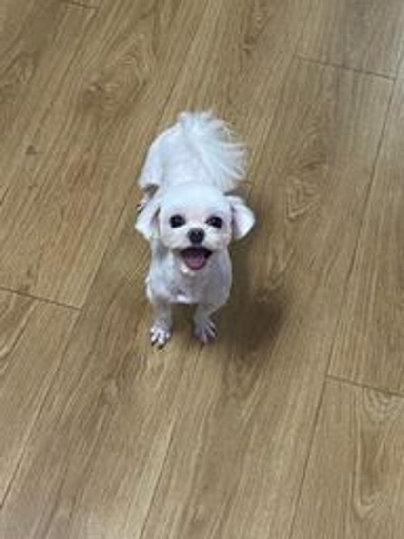 1형당뇨환자공주님